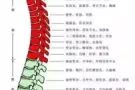 正规按摩，中式