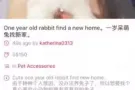 一岁呆萌兔兔找新家