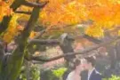 Wedding Forestry