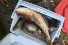 自己钓的新鲜海鱼有买的请联系我谢谢大家捧场