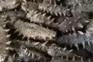 纯东北大连海参，各种海鲜干类