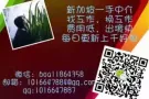 新加坡按摩招工