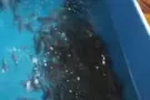 投资室内顺克成功养殖