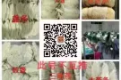新加坡批发 零售 纯天然燕窝。来自印尼当地燕屋的燕窝，一手货源，手工清洗，不刷胶