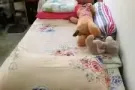 裕廊东中国花园求一女室友