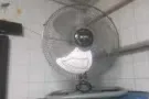 风扇因为搬家便宜出售