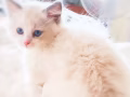 布偶猫