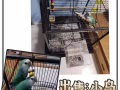 出售鸚鵡🦜