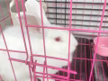 免費小兔子贈送。加籠子和食物