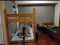 Pioneer MRT, Bedspace , 床位無代理費