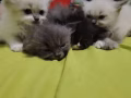 有带领养可爱的猫咪  。有大有小打算全部出售了。600到1000 自己留两只。 有兴趣的朋友请添加联系方式lovesd9