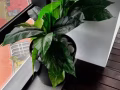 免費送單人床花盆 自取