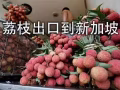 广东荔枝冷藏海运新加坡,荔枝出口新加坡最快7天可到商超