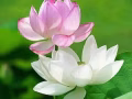 [煙花][煙花][煙花]海軍部地鐵附近大主人房從10月中旬出租，長，短，日租，鐘點都可以，隨時看房以訂金為準，還有招2位