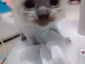 可爱小猫咪出售$580。 有蓝猫有布偶目前不到两个月先到先得  没证书 要证书请去宠物店购买  不要问有了没了东西  另