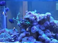 鱼池鱼缸维护维修设计