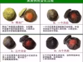 四季优美（随便果）¥22