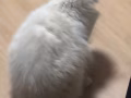 白色的布偶猫 找人领养4岁了 $100