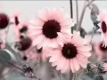 招聘喷漆学徒    QQ/微信862226397