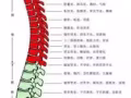 正規按摩，中式