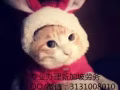女文員好單子 招聘微信3131008010