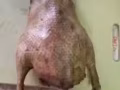秘制卤肉 98957560