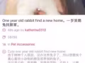 一歲呆萌兔兔找新家