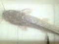 賣鲶魚catfish