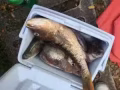 自己釣的新鮮海魚吃不完有要的朋友請聯繫我