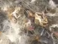 专业 渔网 地笼 钓鱼船  螃蟹 各类鱼一网打进