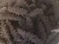 純東北海參，懂的來