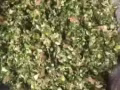 东北水饺 馅大皮薄