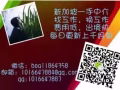 新加坡按摩招工