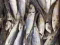 出售国内海鲜干货