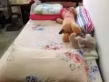 裕廊東中國花園求一女室友